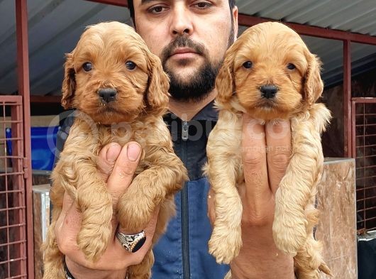 Cavapoo Yavruları görsel