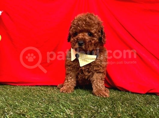 Red Brown Toy Poodle Yavrular