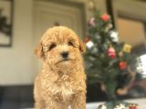 Bi̇r Çok Seçenek İle Toy Poodle Bebekler