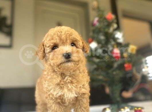 Bi̇r Çok Seçenek İle Toy Poodle Bebekler görsel
