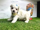 Mini Sevimli Maltese Yavrular