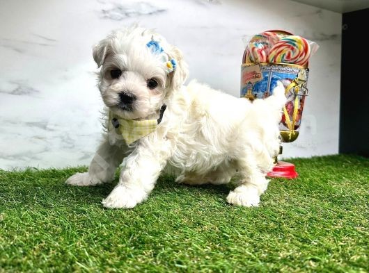 Mini Sevimli Maltese Yavrular görsel