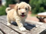 Efsane Guzellikte Maltipoo bebekler