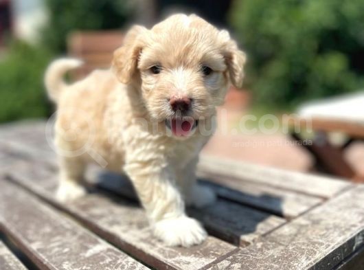 Efsane Guzellikte Maltipoo Bebekler