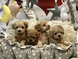 Dizayn Irk Sevimli Maltipoo Yavrular
