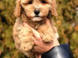 Party color Toy Poodle