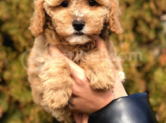 Party Color Toy Poodle