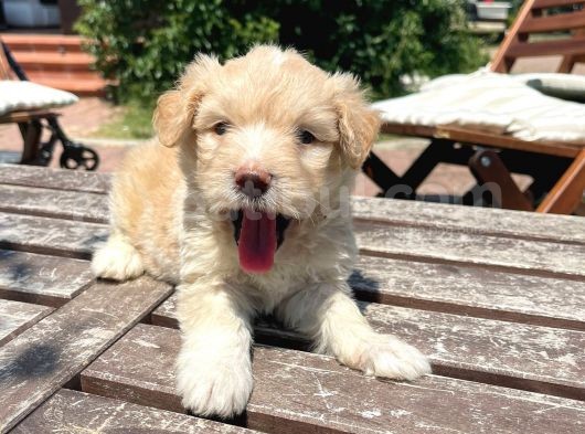 Efsane Guzellikte Maltipoo Bebekler görsel