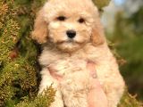 Miniatür Poodle Yavrumuz