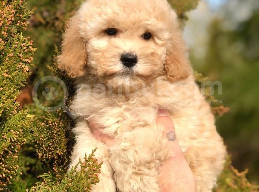Miniatür Poodle Yavrumuz görsel