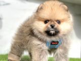 Orange Renk Orjinal Pomeranian Yavrular