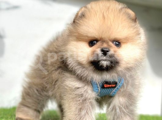 Orange Renk Orjinal Pomeranian Yavrular