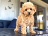 Eşsi̇z Güzelli̇kte Toy Poodle Bebekleri̇mi̇z