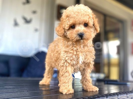 Eşsi̇z Güzelli̇kte Toy Poodle Bebekleri̇mi̇z görsel