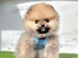 Orange Renk Orjinal Pomeranian Yavrular