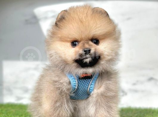 Orange Renk Orjinal Pomeranian Yavrular görsel