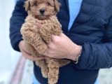 Irk Ve Sağlik Garanti̇li̇ Toy Poodle Bebekler