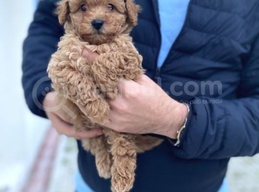 Irk Ve Sağlik Garanti̇li̇ Toy Poodle Bebekler görsel