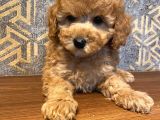Eğitimli Toy Poodle Yavrular