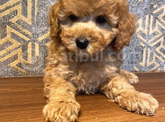 Eğitimli Toy Poodle Yavrular görsel