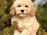 Miniatür Poodle Yavrumuz