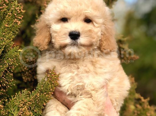 Miniatür Poodle Yavrumuz görsel