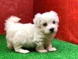 KAR BEYAZ DİŞİ VE ERKEK MALTESE TERRIER YAVRULARIMIZ