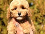 Party Color Toy Poodle