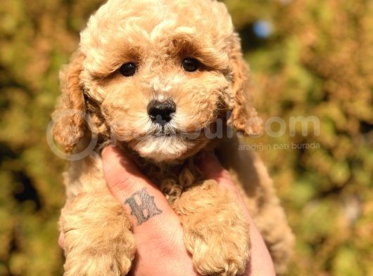 Party Color Toy Poodle görsel