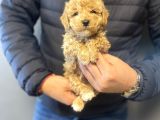 Aşili Mi̇ni̇ Boy Poodle Bebekleri̇mi̇z