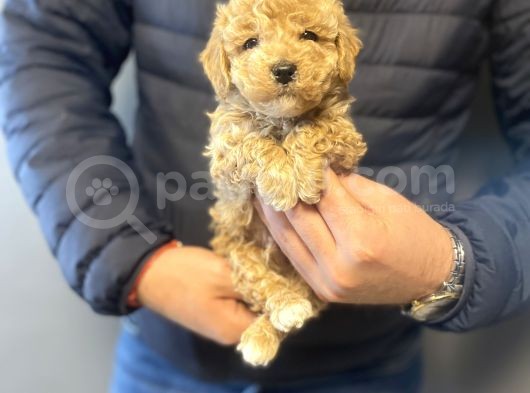 Aşili Mi̇ni̇ Boy Poodle Bebekleri̇mi̇z görsel