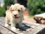 Efsane Guzellikte Maltipoo Bebekler