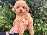 Eğitimli Aşılı Orjinal Toy Poodle Yavrular