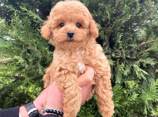 Eğitimli Aşılı Orjinal Toy Poodle Yavrular