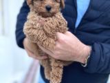 Irk Ve Sağlik Garanti̇li̇ Toy Poodle Bebekler