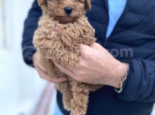 Irk Ve Sağlik Garanti̇li̇ Toy Poodle Bebekler görsel