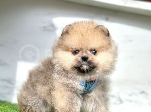 Orange Renk Orjinal Pomeranian Yavrular görsel