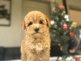 Bi̇r Çok Seçenek İle Toy Poodle Bebekler