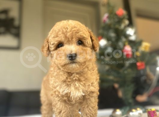 Bi̇r Çok Seçenek İle Toy Poodle Bebekler görsel