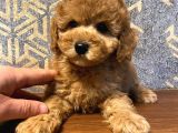 Eğitimli Toy Poodle Yavrular