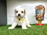 Mini Sevimli Maltese Yavrular