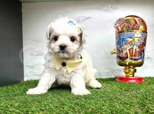 Mini Sevimli Maltese Yavrular