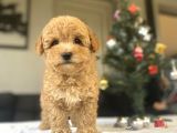 Bi̇r Çok Seçenek İle Toy Poodle Bebekler