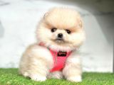 Ayıcık Surat Boo Pomeranian Yavrular