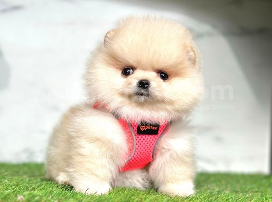 Ayıcık Surat Boo Pomeranian Yavrular görsel