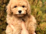 Tr Nin En Güzel Toy Poodle Yavruları