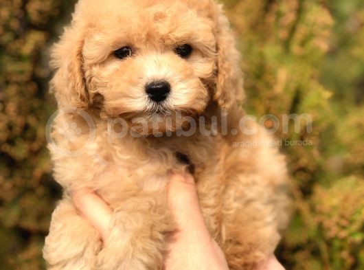 Tr Nin En Güzel Toy Poodle Yavruları görsel