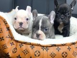 Eğitimli French Bulldog Yavrular