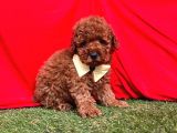 Red Brown Toy Poodle Yavrular
