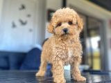 EŞSİZ GÜZELLİKTE TOY POODLE BEBEKLERİMİZ